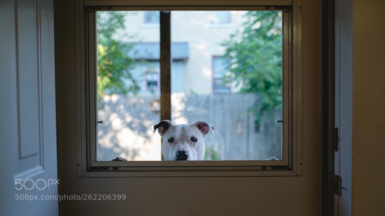 Sony a7S II sample photo. Curious dog photography
