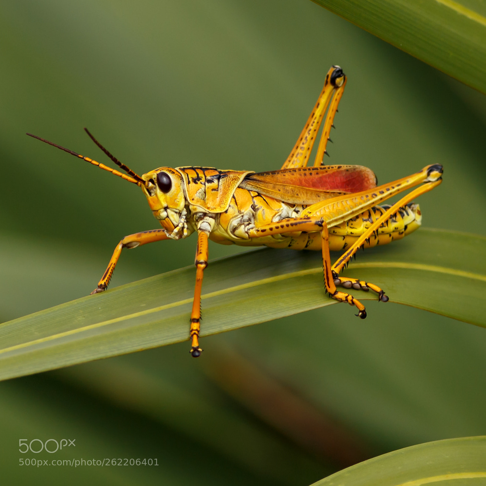 Canon EOS 6D sample photo. Grasshopper photography