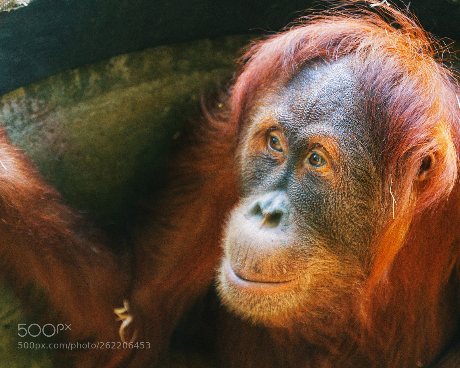 Canon EOS 7D sample photo. Orangutan photography