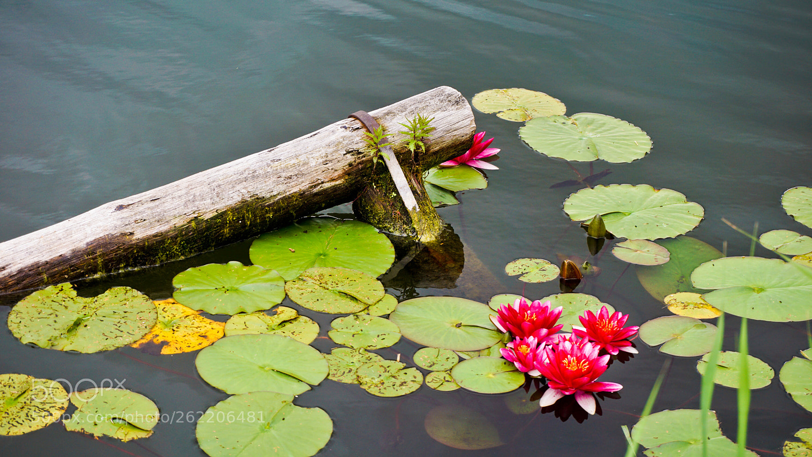 Sony a6000 sample photo. Water lily photography