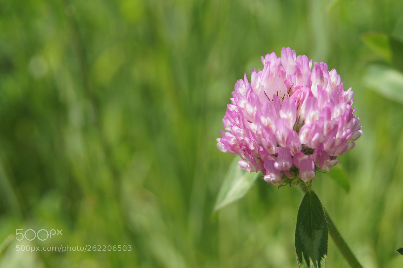 Sony SLT-A33 sample photo. Flowers s1.9 photography