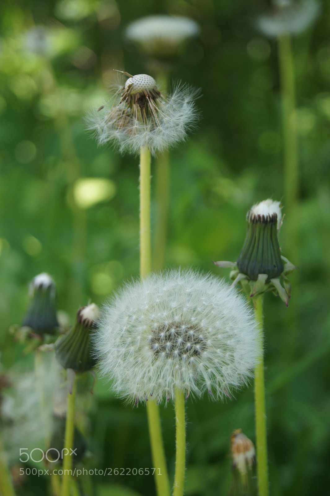 Sony SLT-A33 sample photo. Flowers s1.11 photography