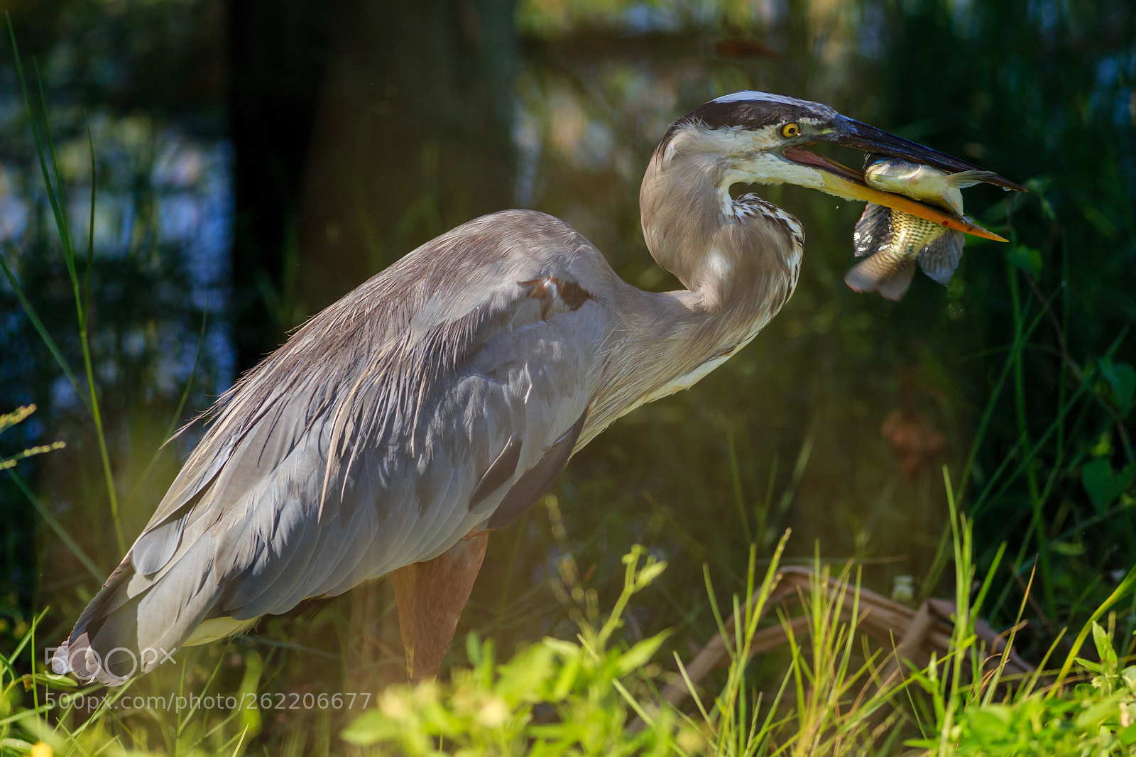 Canon EOS 6D sample photo. Great blue heron photography
