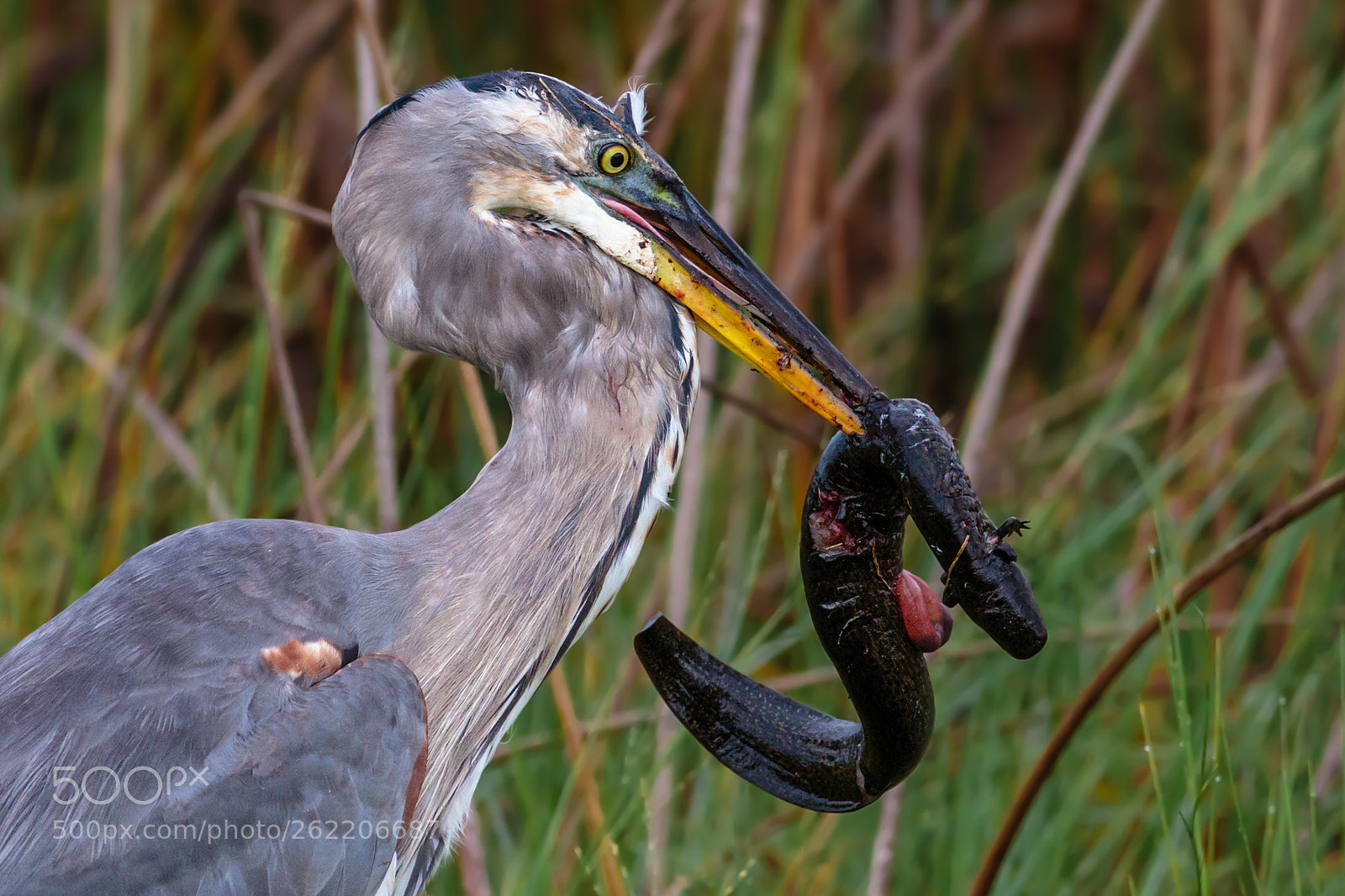 Canon EOS 6D sample photo. Great blue heron photography