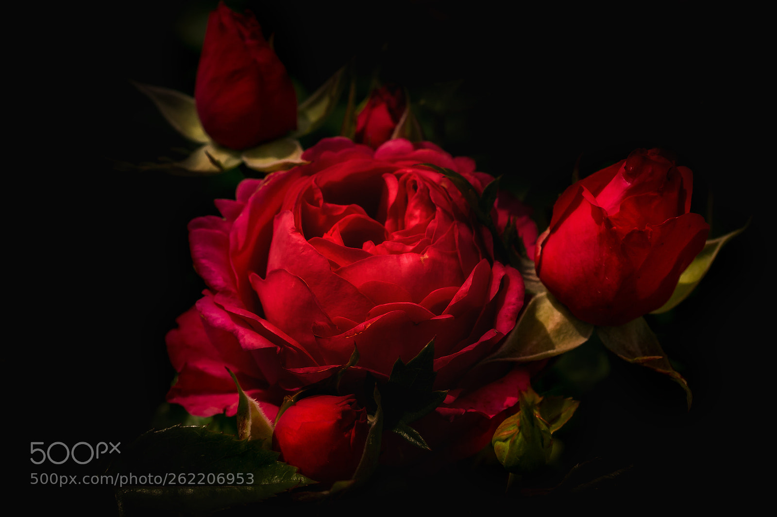 Nikon D4 sample photo. Red power photography