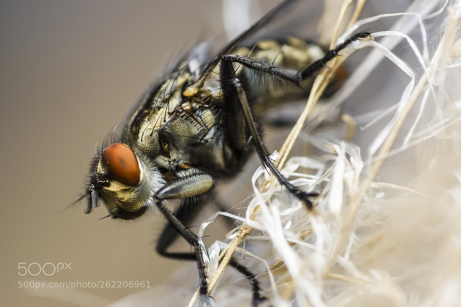 Nikon D7200 sample photo. Fly portrait photography