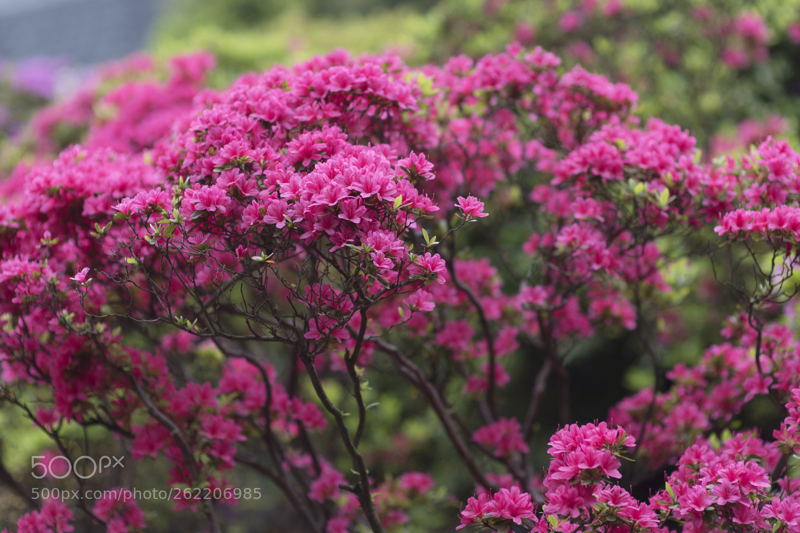 Nikon D750 sample photo. Azalea4 photography
