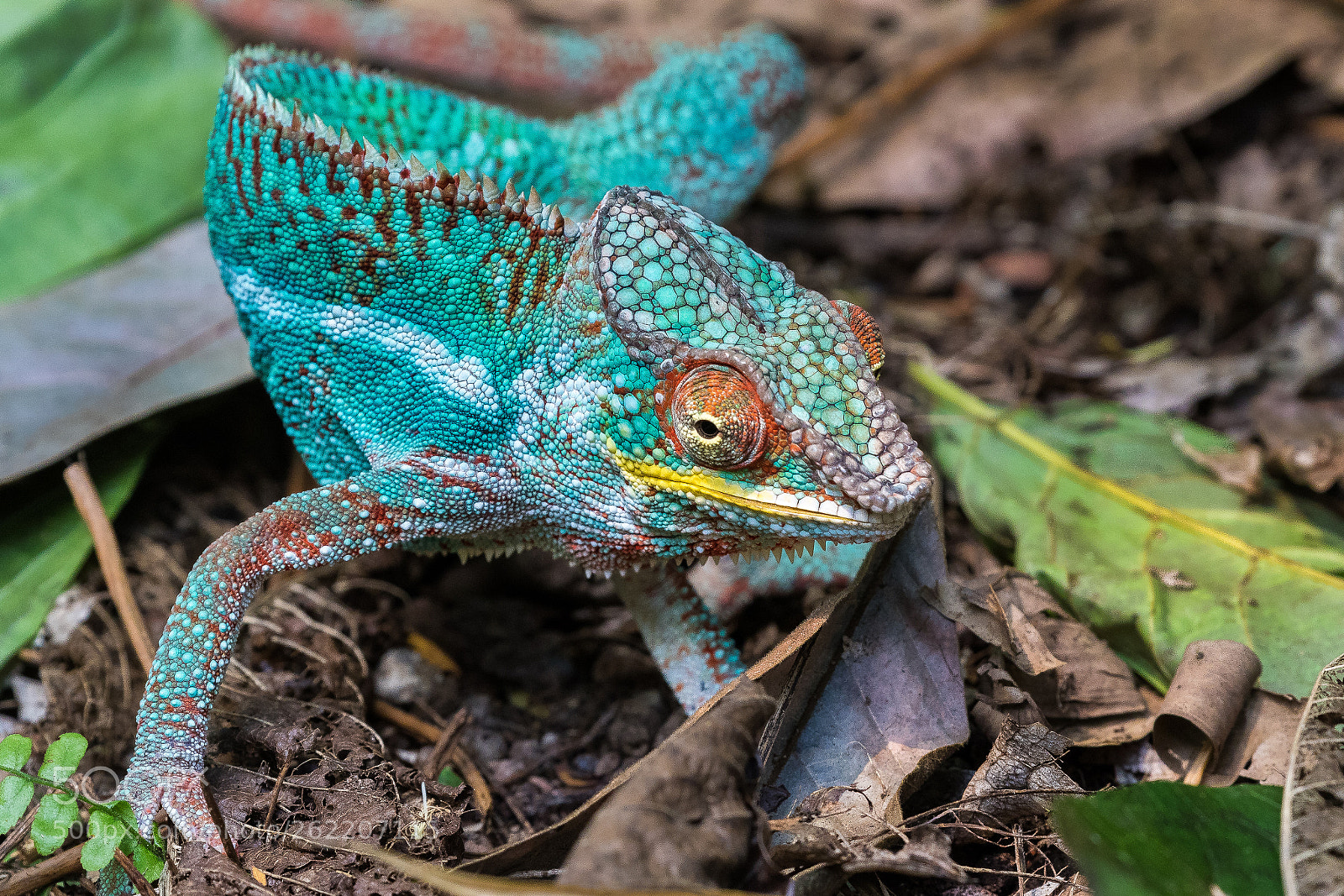 Canon EOS 7D Mark II sample photo. Chameleon photography