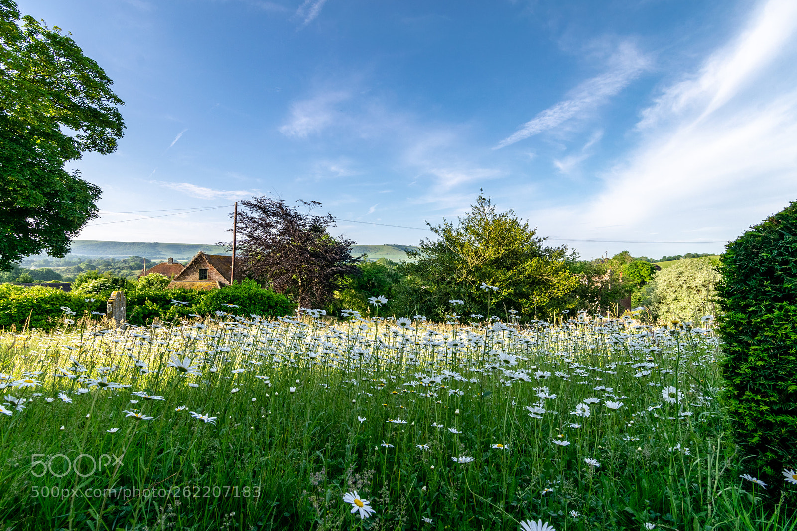 Nikon D5300 sample photo. Down amongst the daisies photography