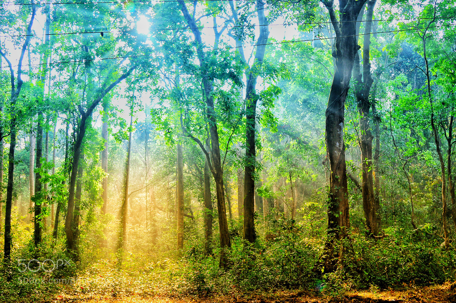 Canon EOS 7D Mark II sample photo. Peruva forest photography