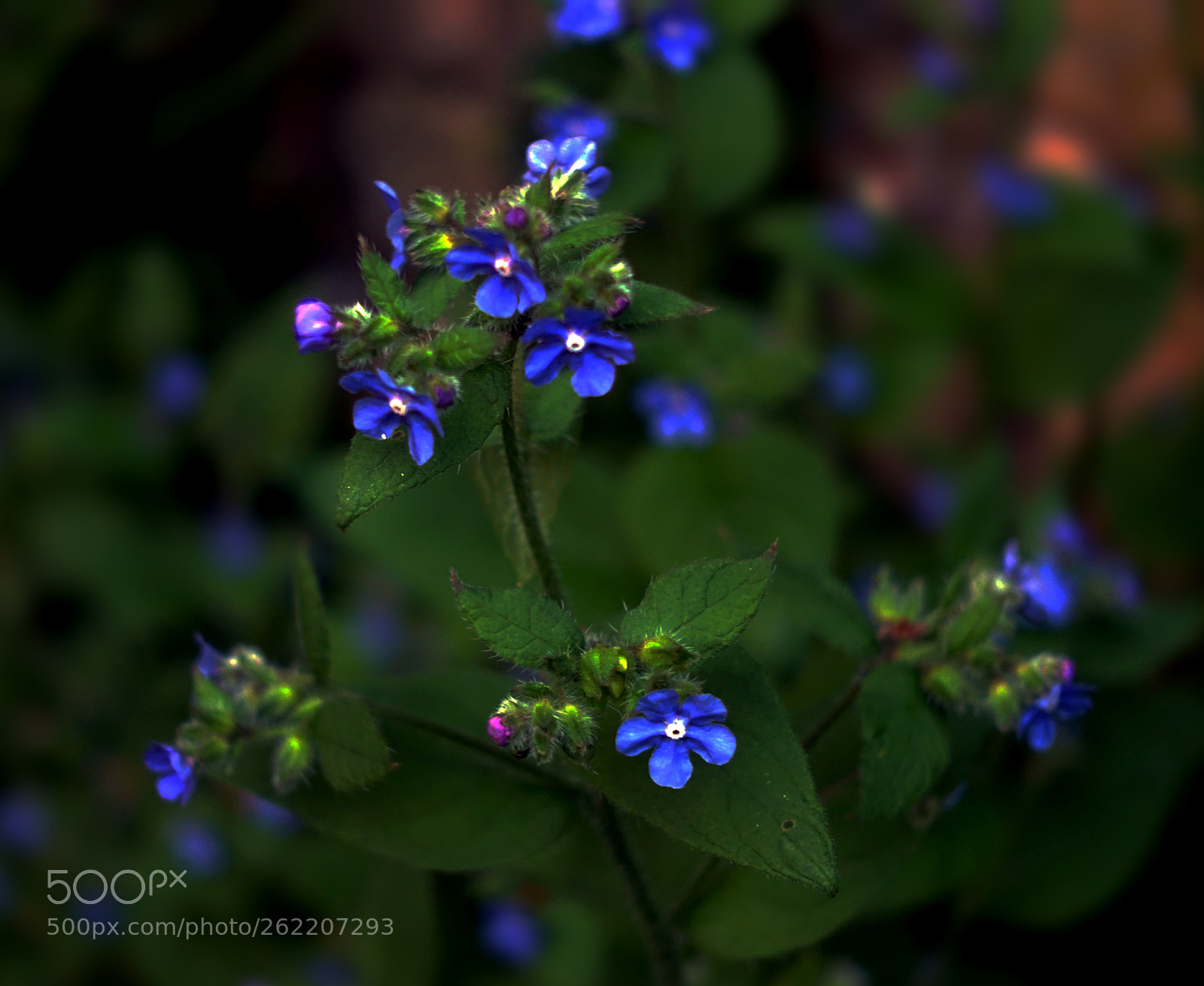 Sony Cyber-shot DSC-RX100 III sample photo. Field forget-me-not photography