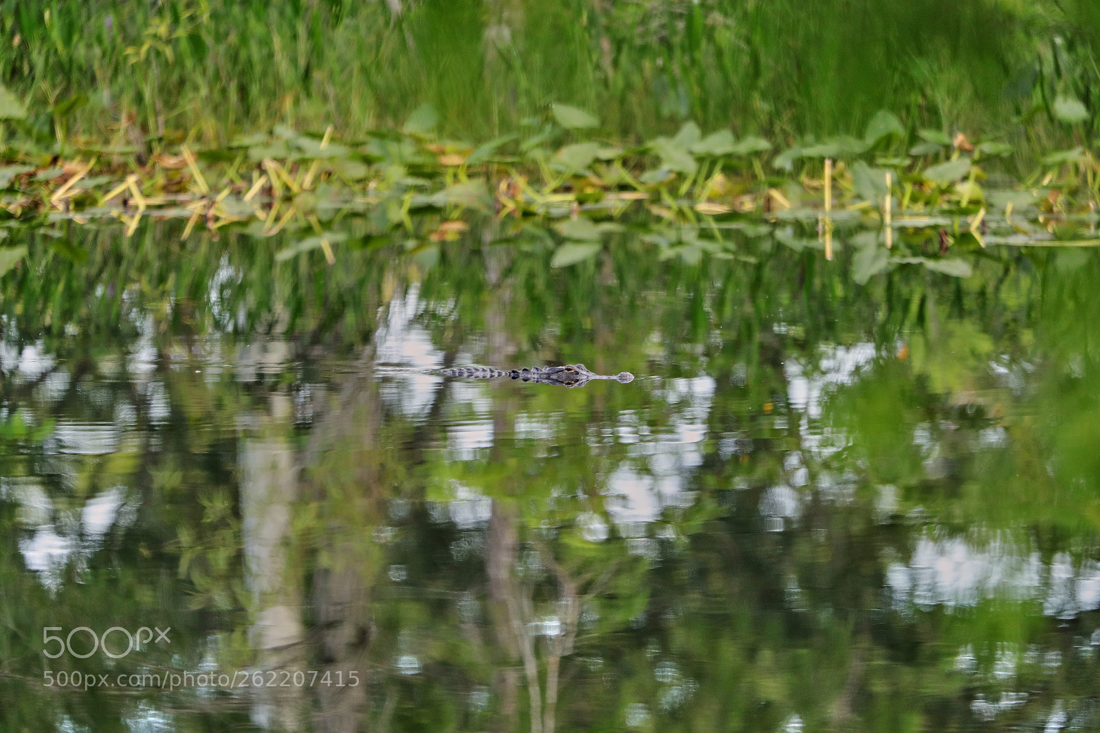 Canon EOS-1D X Mark II sample photo. 06-14-18-0022678.jpg photography