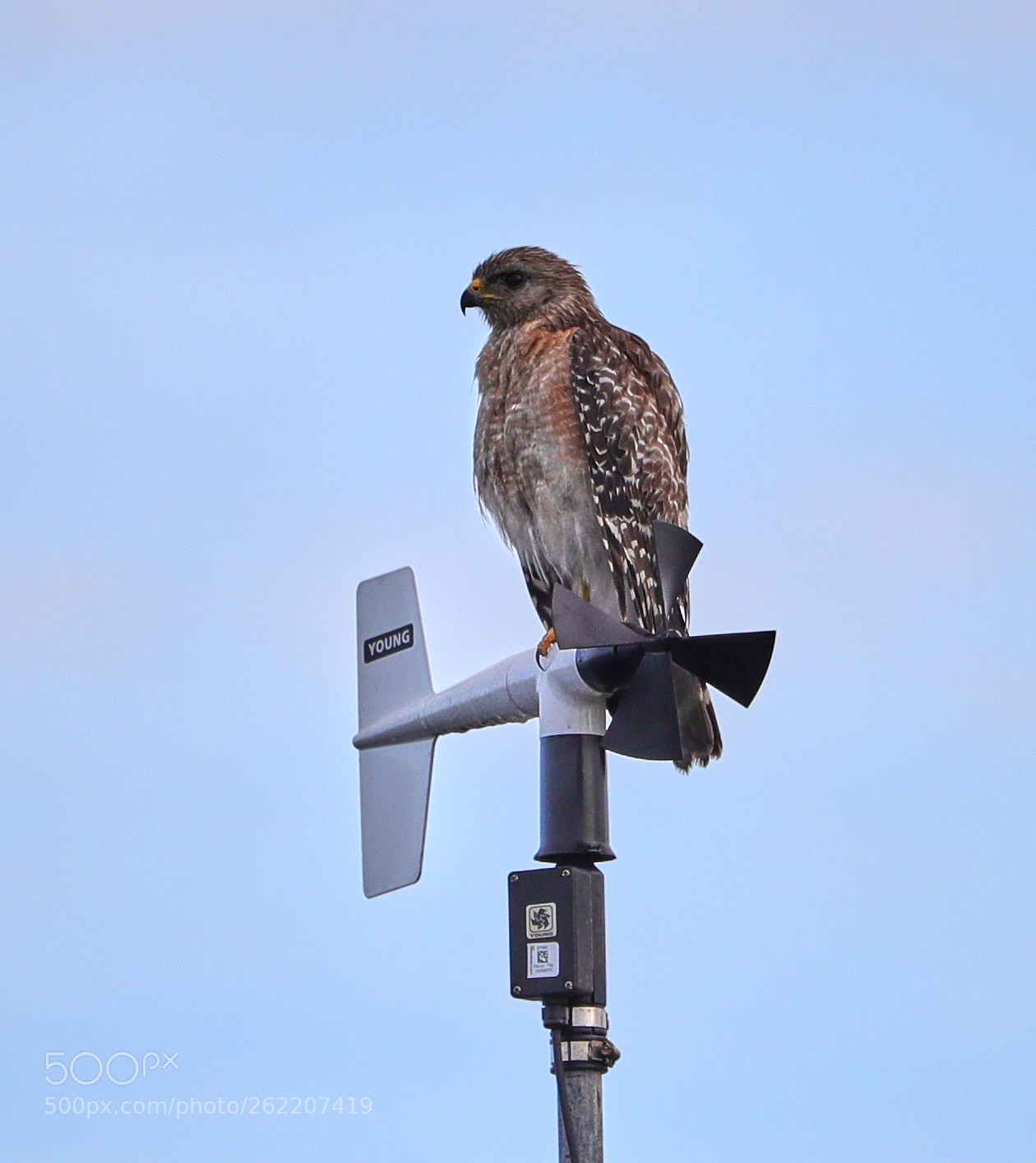 Canon EOS-1D X Mark II sample photo. 06-14-18-0022676.jpg photography