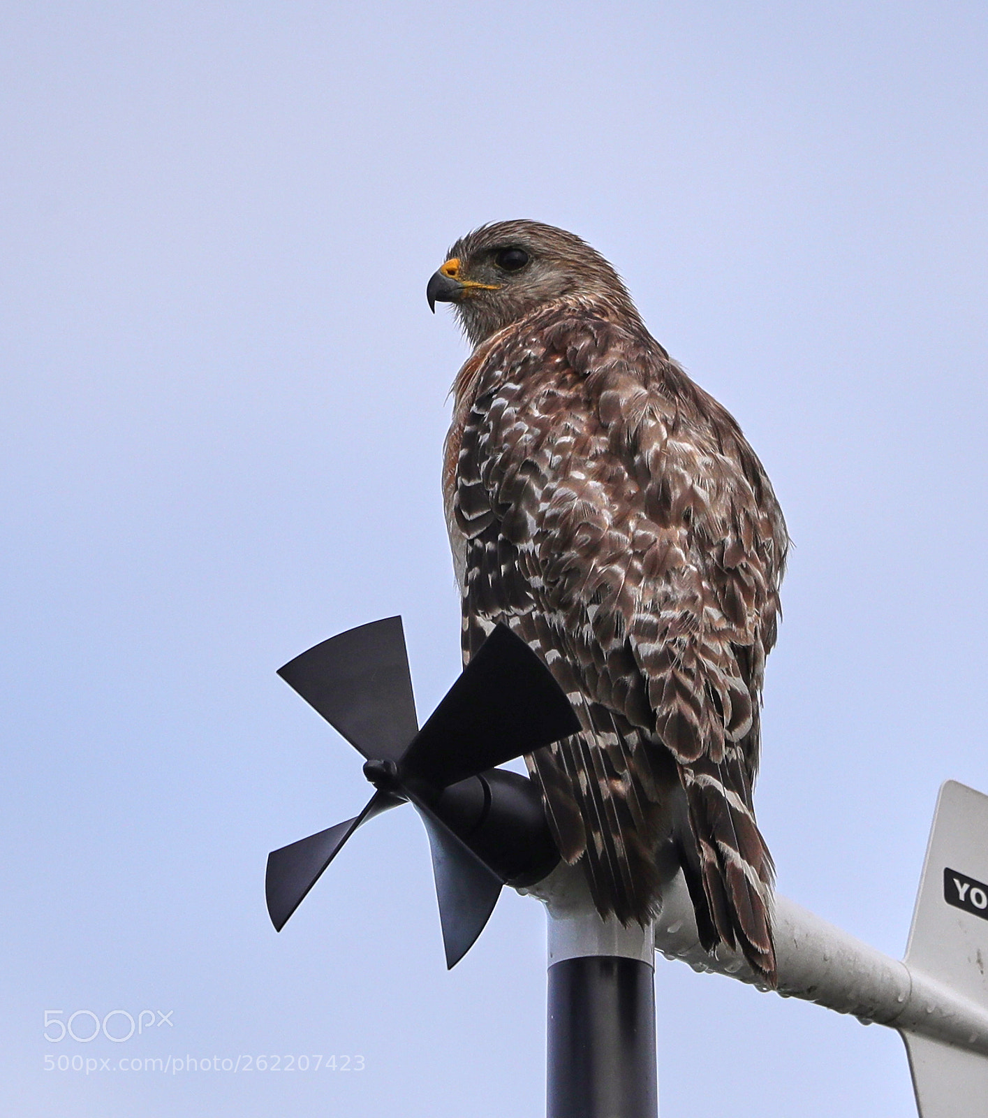 Canon EOS-1D X Mark II sample photo. 06-14-18-0022674.jpg photography