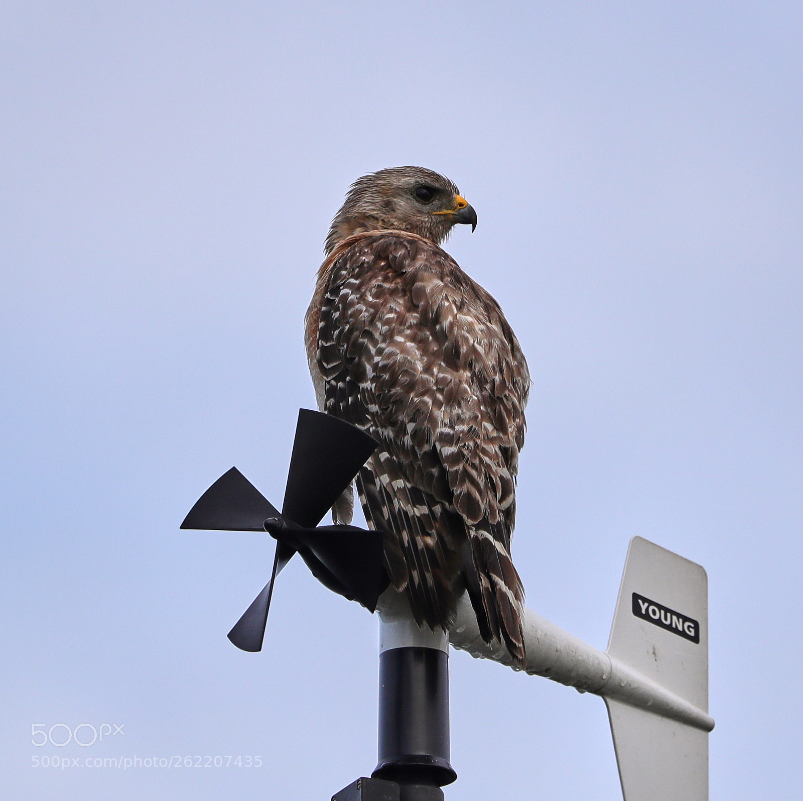 Canon EOS-1D X Mark II sample photo. 06-14-18-0022671.jpg photography