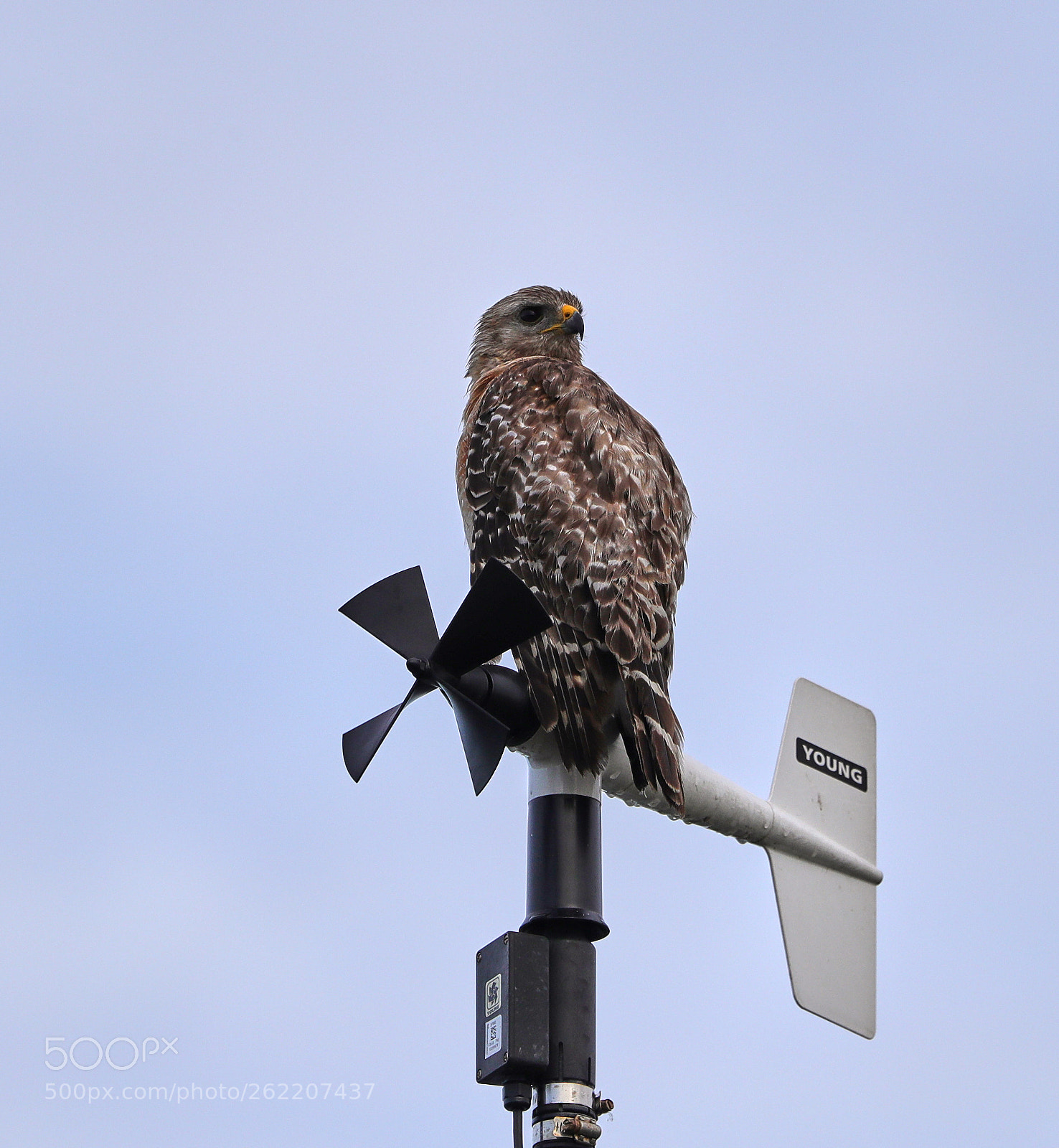 Canon EOS-1D X Mark II sample photo. 06-14-18-0022672.jpg photography