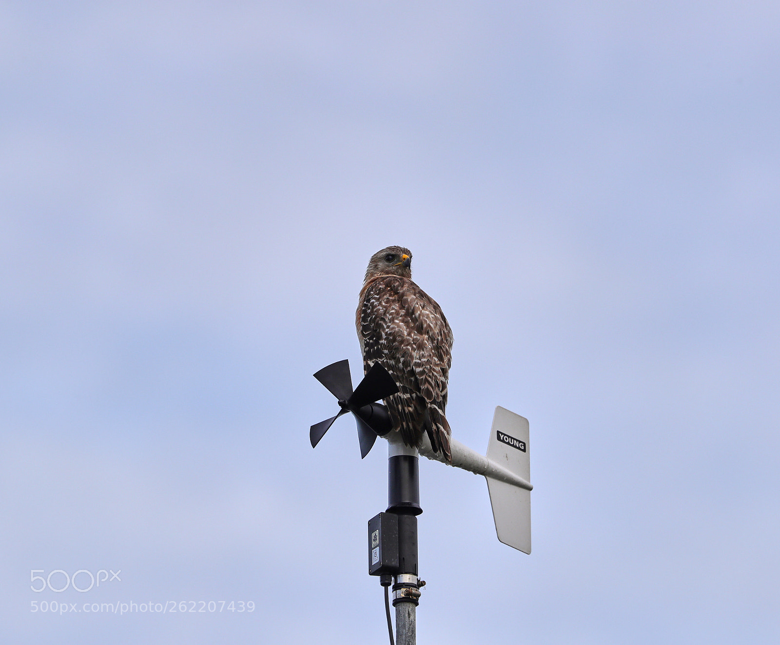 Canon EOS-1D X Mark II sample photo. 06-14-18-0022670.jpg photography