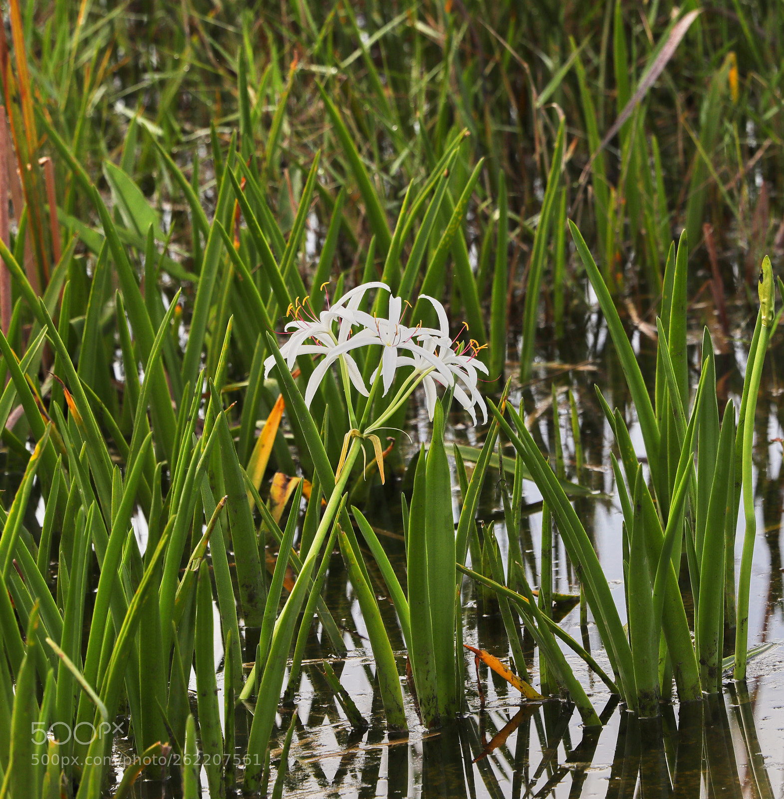 Canon EOS-1D X Mark II sample photo. 06-14-18-0022660.jpg photography