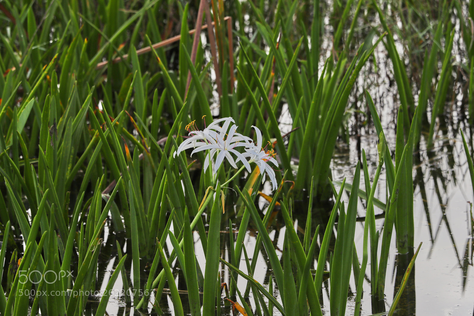 Canon EOS-1D X Mark II sample photo. 06-14-18-0022659.jpg photography