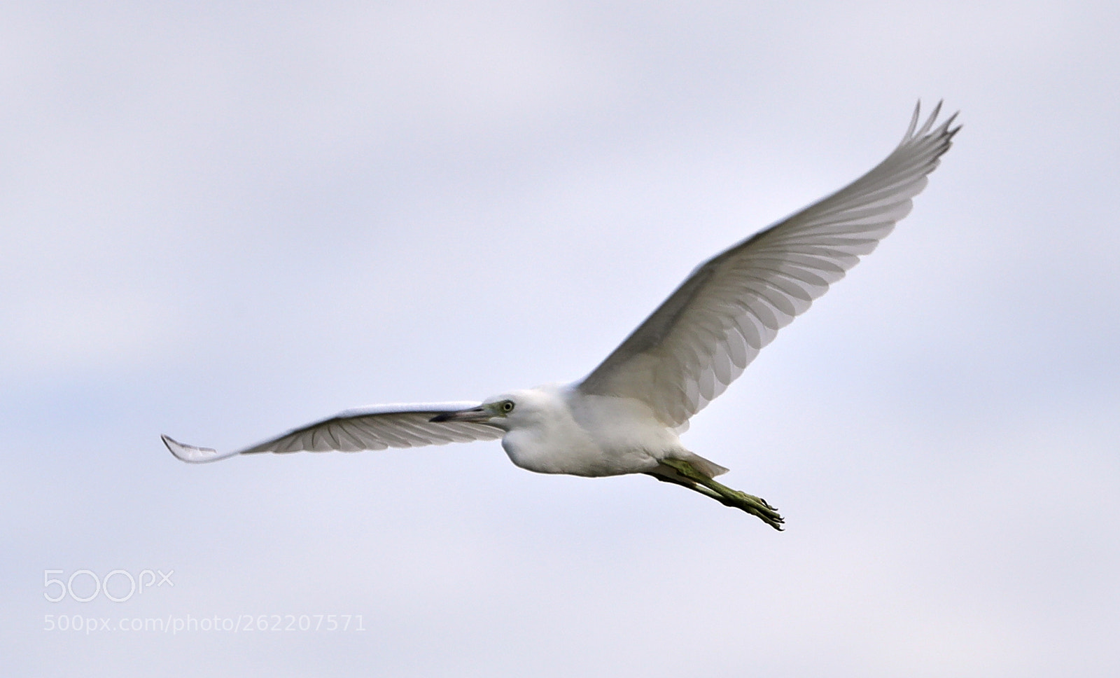 Canon EOS-1D X Mark II sample photo. 06-14-18-0022658.jpg photography