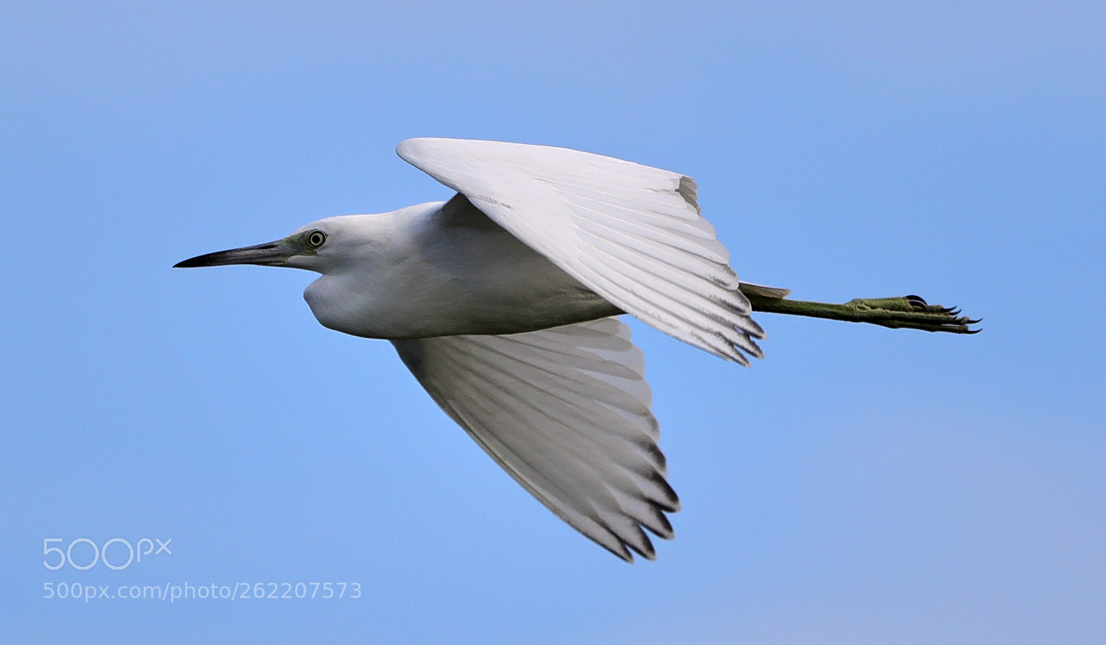 Canon EOS-1D X Mark II sample photo. 06-14-18-0022654.jpg photography