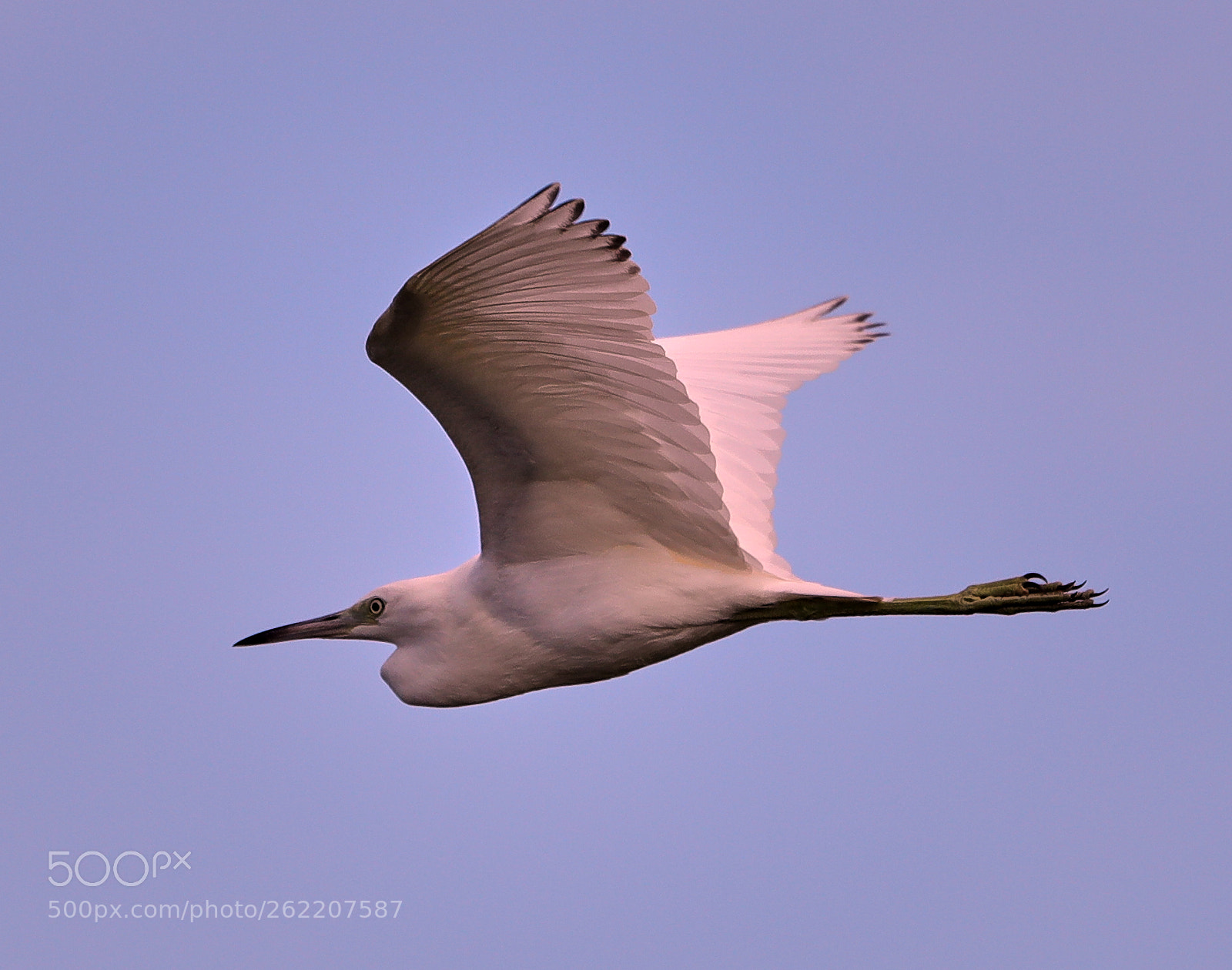 Canon EOS-1D X Mark II sample photo. 06-14-18-0022651.jpg photography