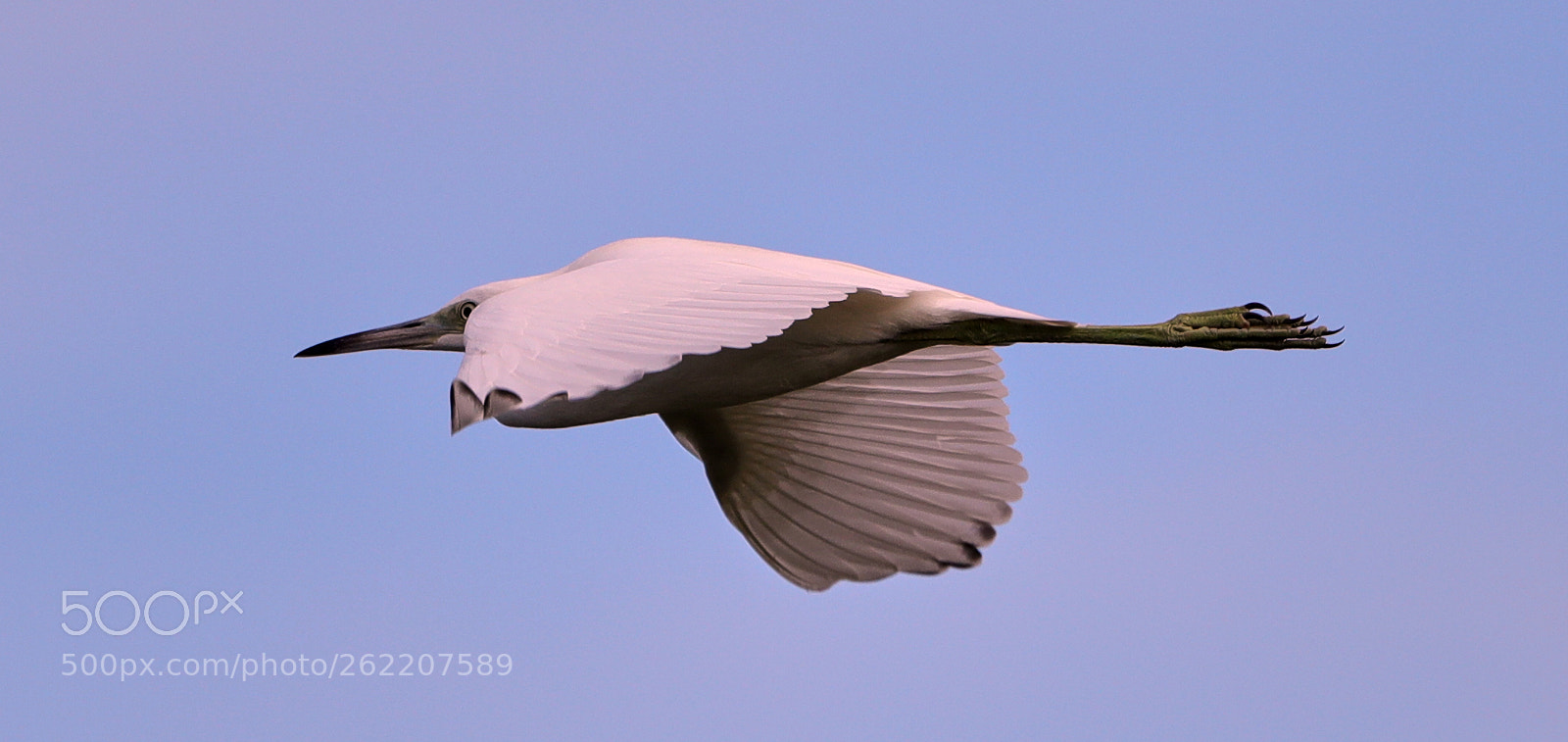 Canon EOS-1D X Mark II sample photo. 06-14-18-0022652.jpg photography