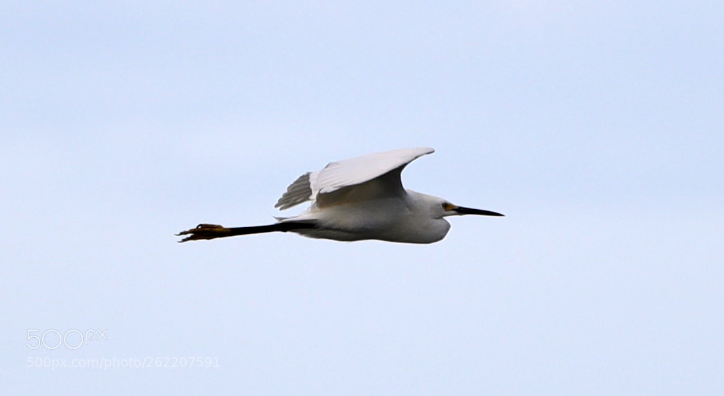 Canon EOS-1D X Mark II sample photo. 06-14-18-0022649.jpg photography