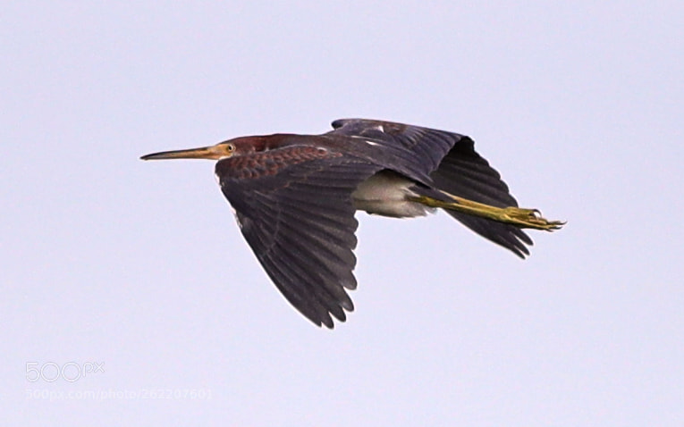 Canon EOS-1D X Mark II sample photo. 06-14-18-0022645.jpg photography