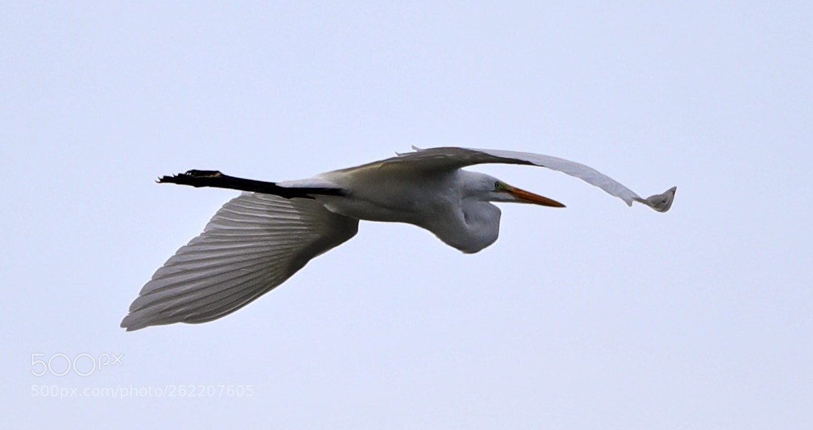 Canon EOS-1D X Mark II sample photo. 06-14-18-0022644.jpg photography