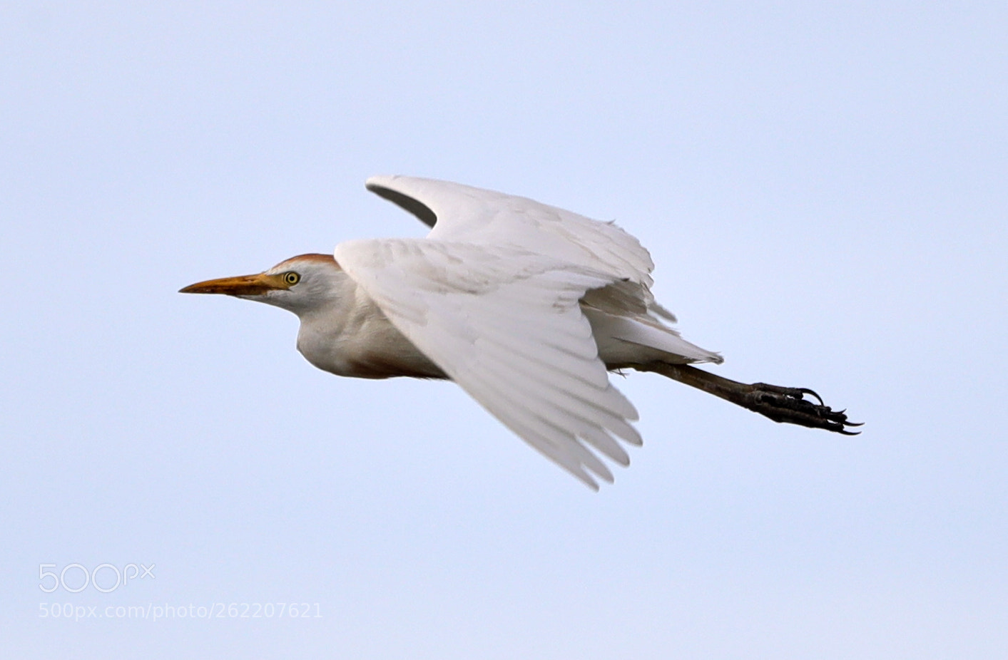 Canon EOS-1D X Mark II sample photo. 06-14-18-0022636.jpg photography