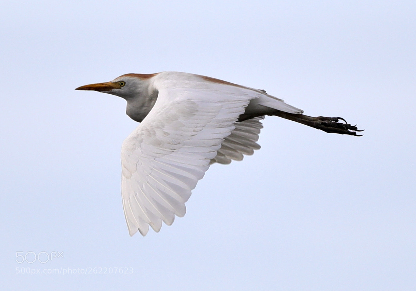 Canon EOS-1D X Mark II sample photo. 06-14-18-0022635.jpg photography
