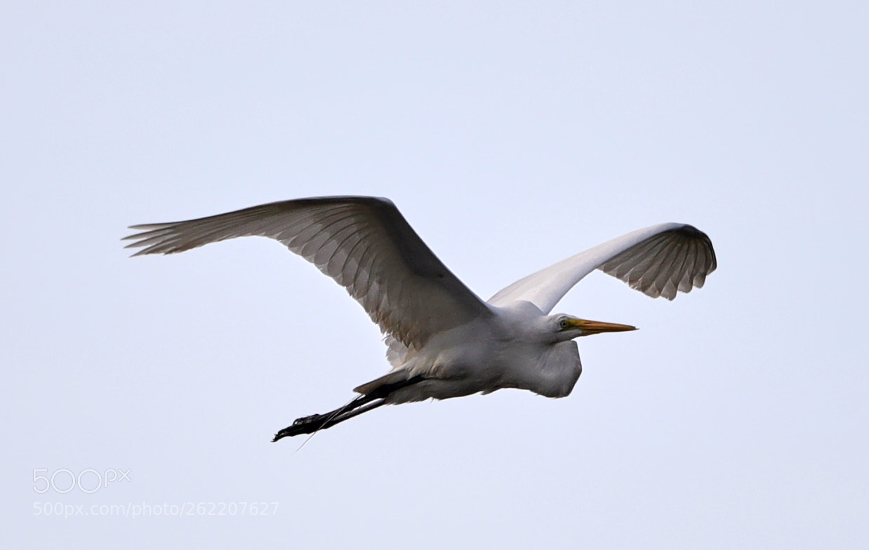 Canon EOS-1D X Mark II sample photo. 06-14-18-0022634.jpg photography