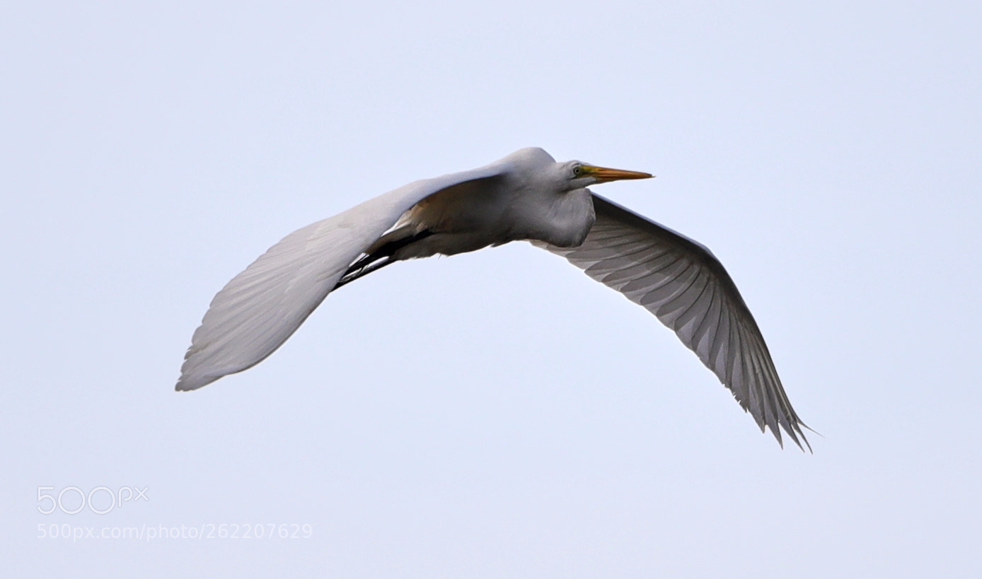 Canon EOS-1D X Mark II sample photo. 06-14-18-0022633.jpg photography