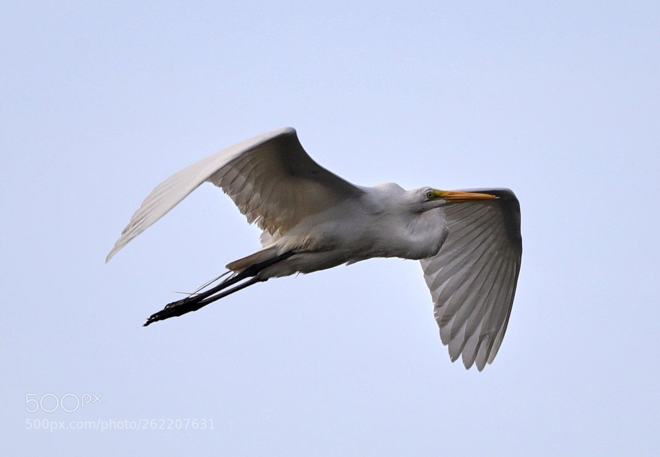 Canon EOS-1D X Mark II sample photo. 06-14-18-0022631.jpg photography