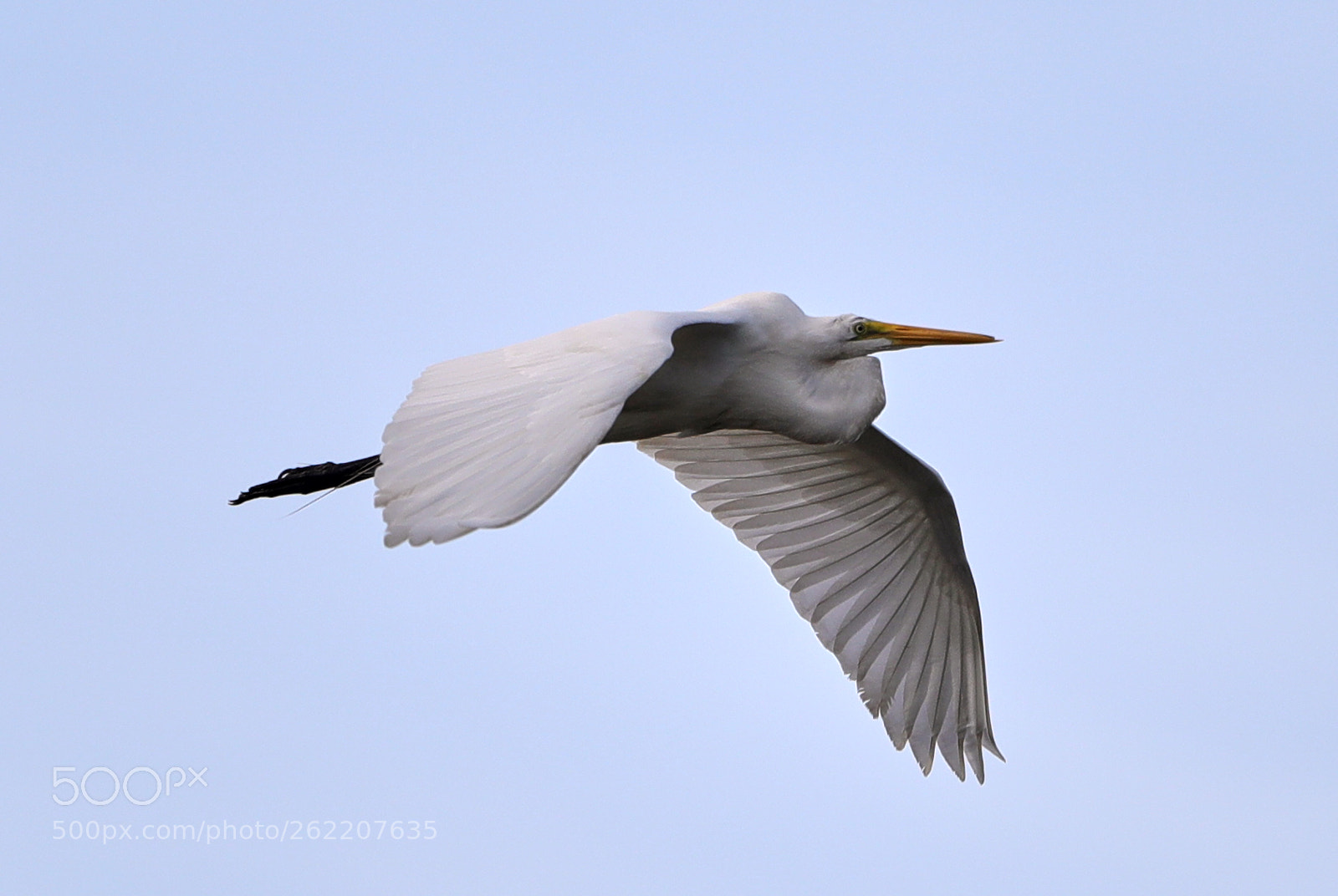 Canon EOS-1D X Mark II sample photo. 06-14-18-0022630.jpg photography