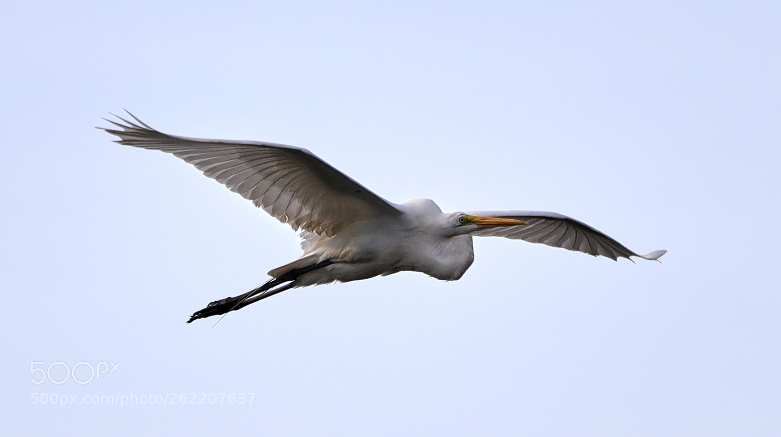 Canon EOS-1D X Mark II sample photo. 06-14-18-0022632.jpg photography