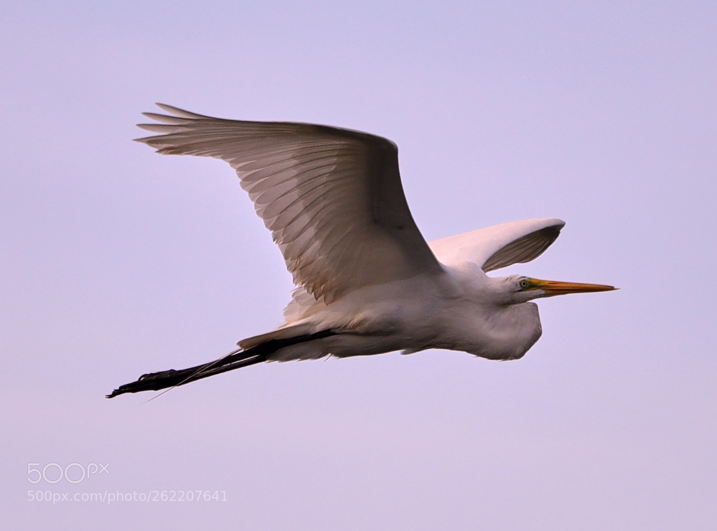 Canon EOS-1D X Mark II sample photo. 06-14-18-0022629.jpg photography
