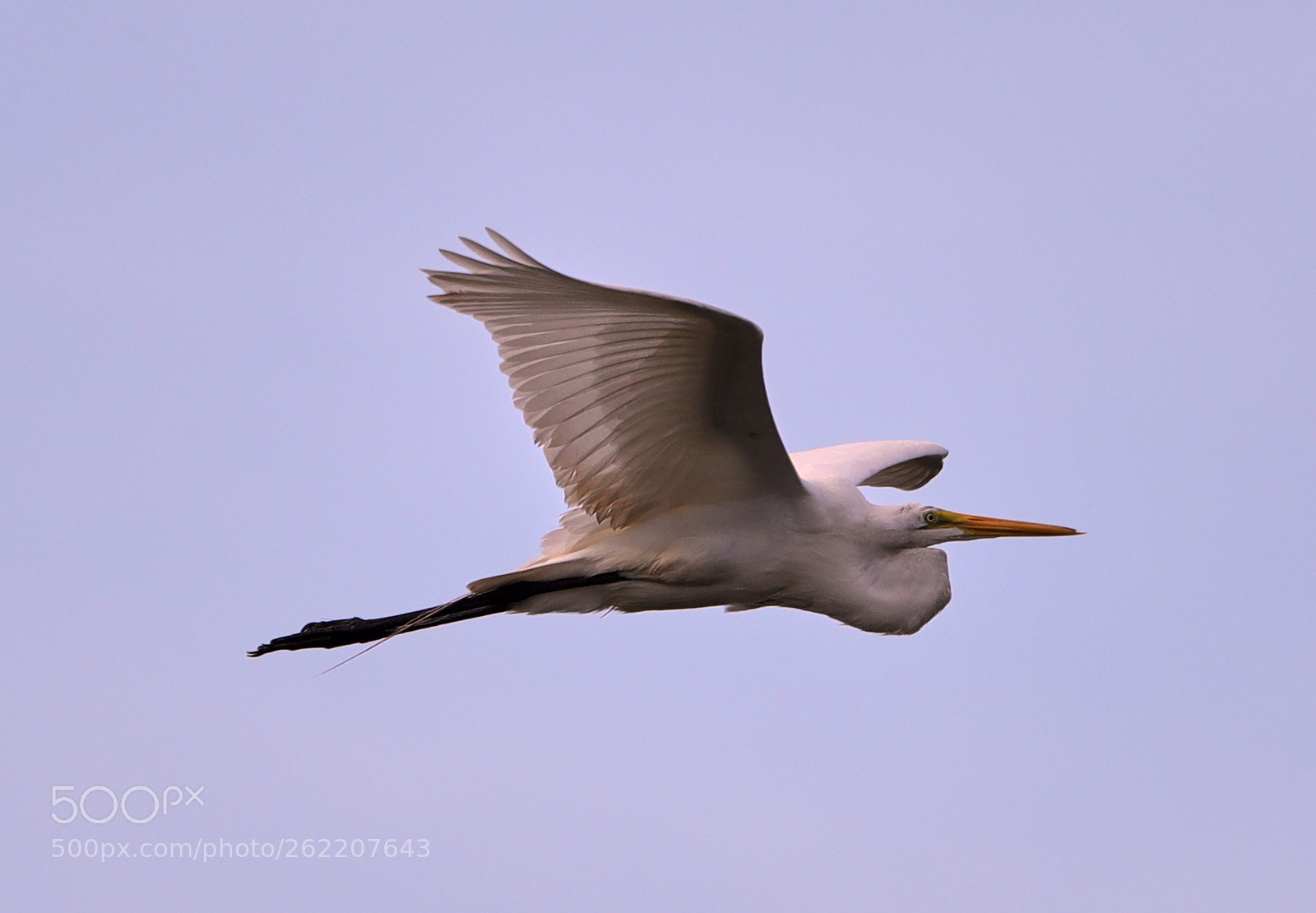 Canon EOS-1D X Mark II sample photo. 06-14-18-0022628.jpg photography