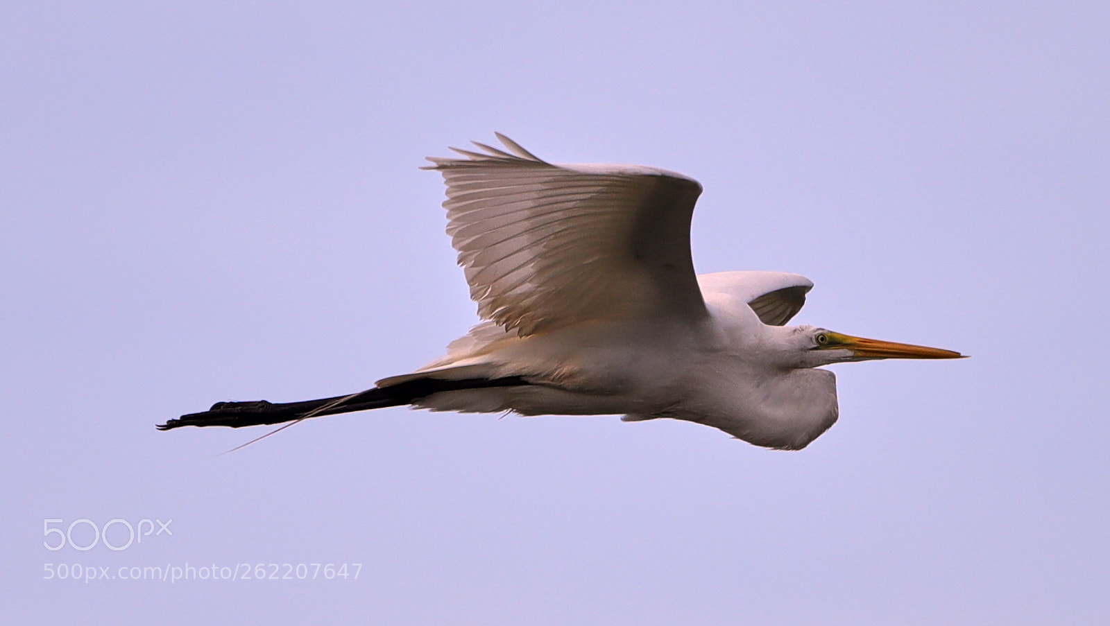 Canon EOS-1D X Mark II sample photo. 06-14-18-0022626.jpg photography
