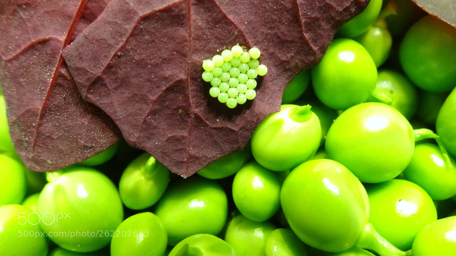 Sony Cyber-shot DSC-HX20V sample photo. Little green ... photography