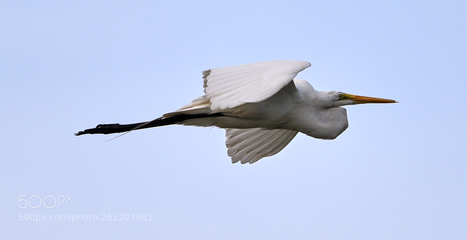 Canon EOS-1D X Mark II sample photo. 06-14-18-0022625.jpg photography