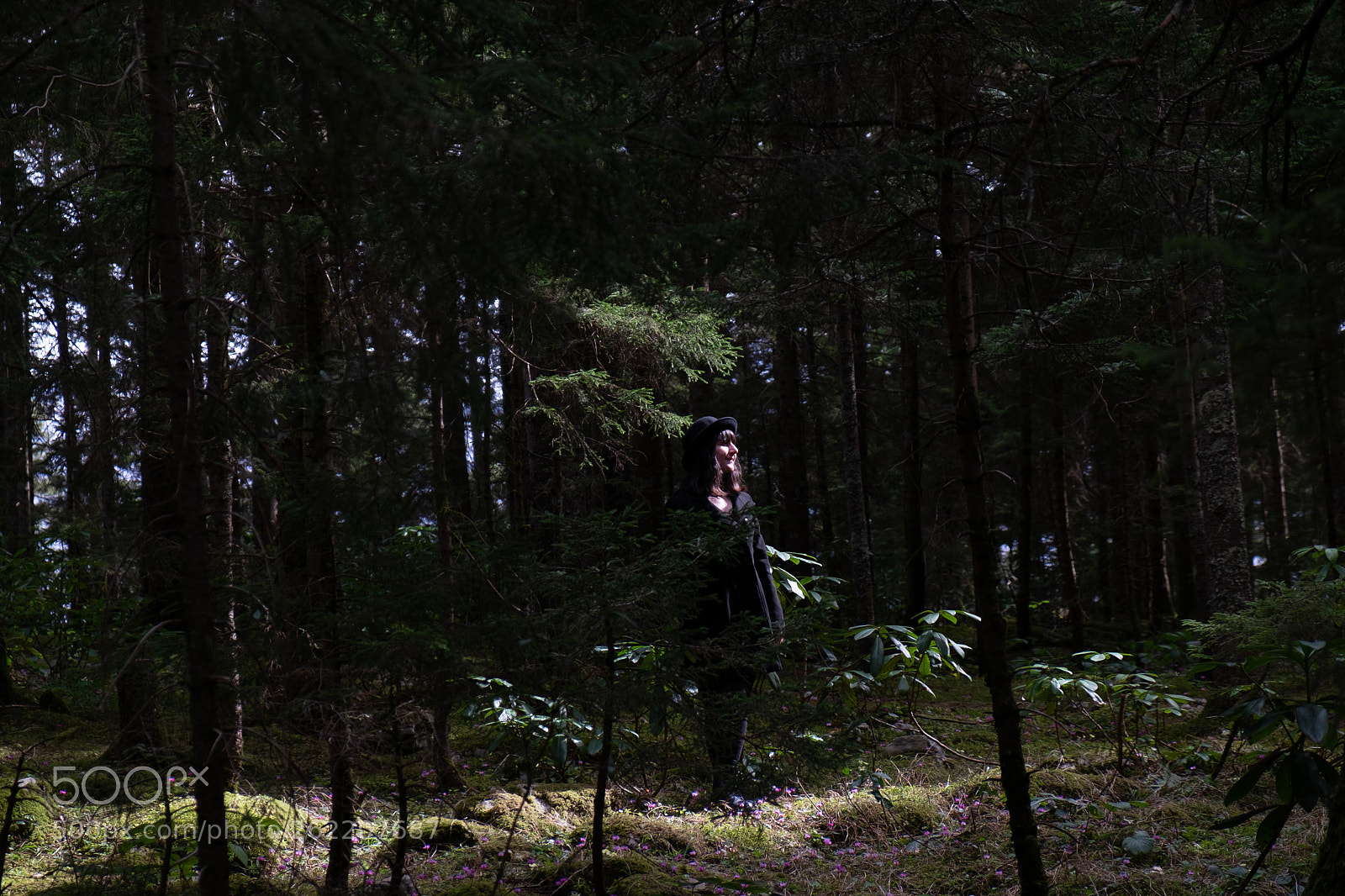 Fujifilm X-E1 sample photo. Sunshine in forest photography