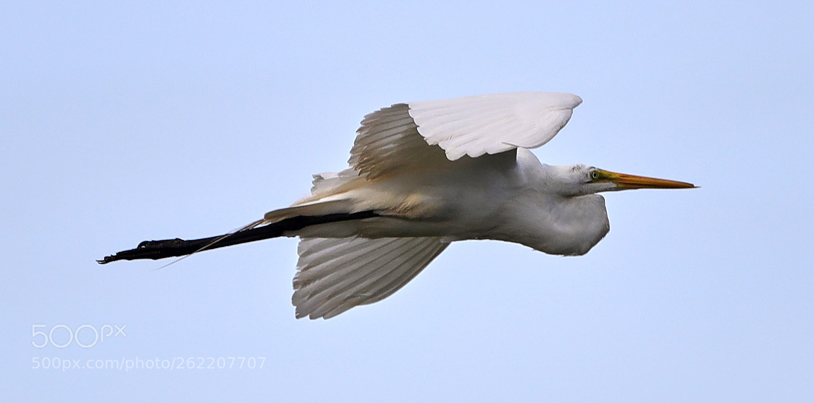 Canon EOS-1D X Mark II sample photo. 06-14-18-0022622.jpg photography