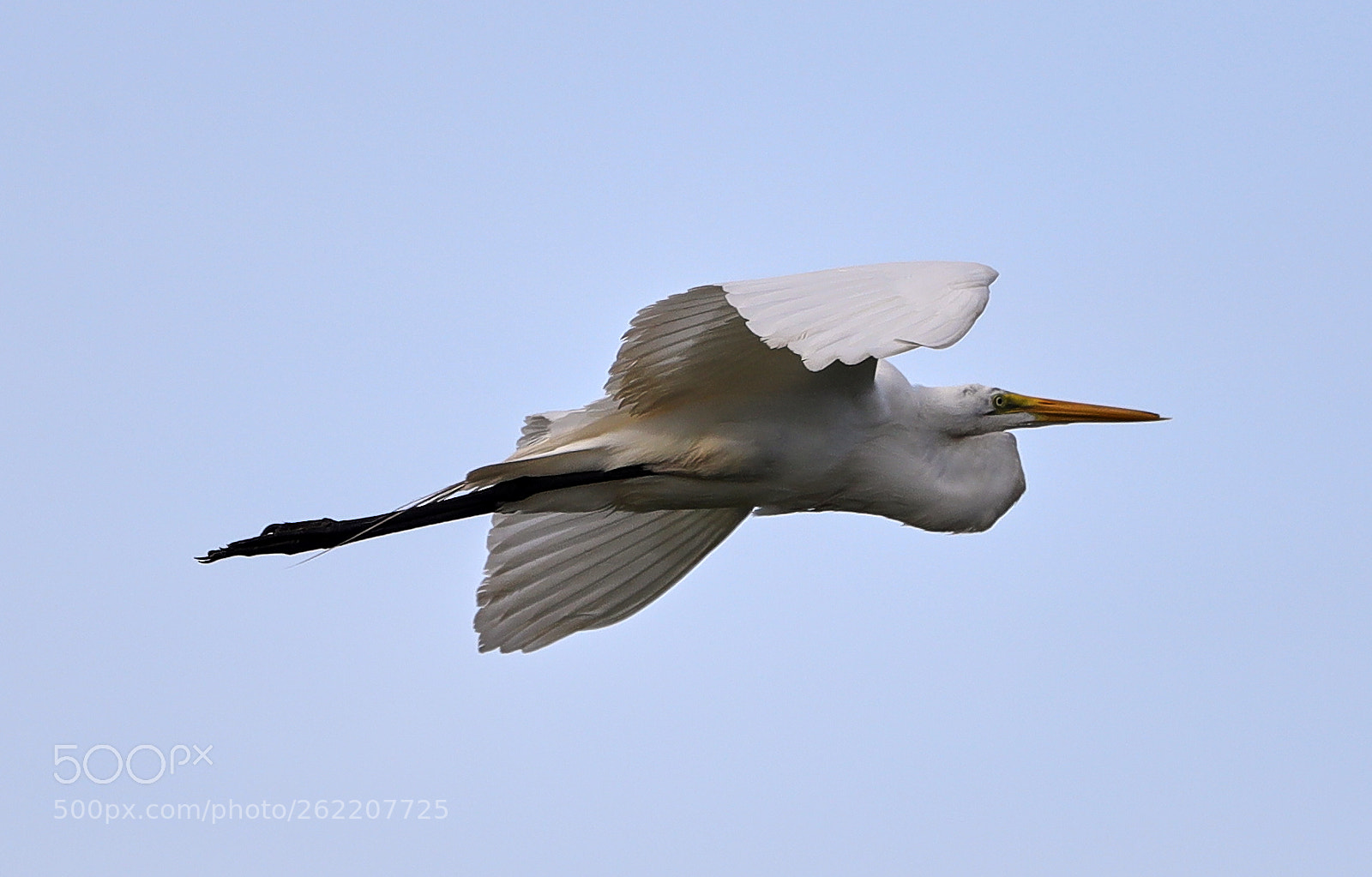 Canon EOS-1D X Mark II sample photo. 06-14-18-0022621.jpg photography