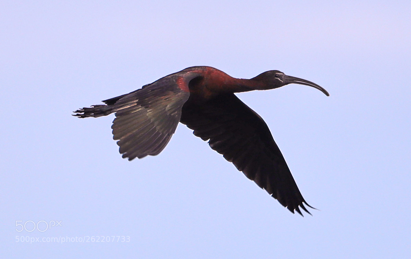 Canon EOS-1D X Mark II sample photo. 06-14-18-0022617.jpg photography