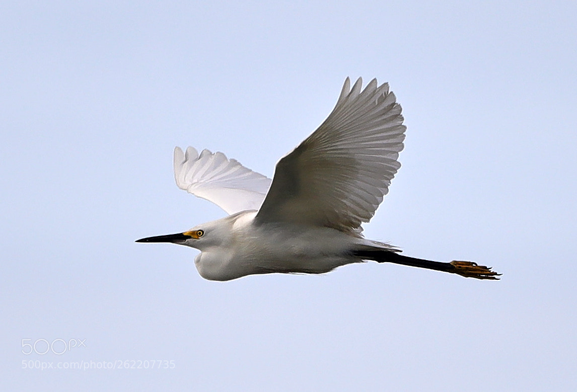 Canon EOS-1D X Mark II sample photo. 06-14-18-0022618.jpg photography