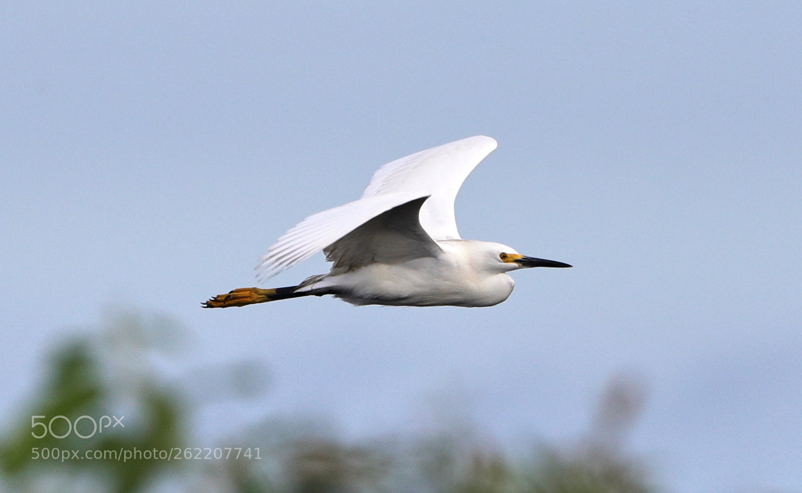 Canon EOS-1D X Mark II sample photo. 06-14-18-0022611.jpg photography