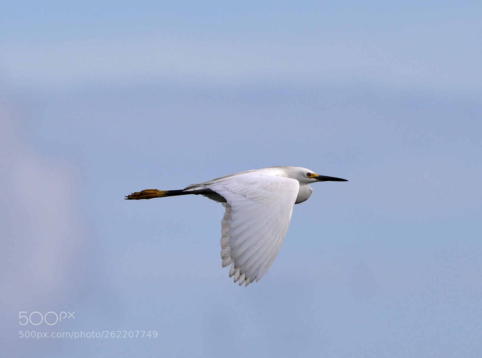 Canon EOS-1D X Mark II sample photo. 06-14-18-0022608.jpg photography