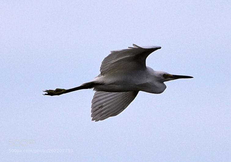 Canon EOS-1D X Mark II sample photo. 06-14-18-0022603.jpg photography